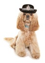 American cocker spaniel wearing wpc hat