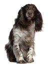 American Cocker Spaniel with windblown hair Royalty Free Stock Photo