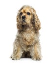 American Cocker Spaniel (1 year old) Royalty Free Stock Photo