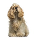 American Cocker Spaniel (1 year old) Royalty Free Stock Photo