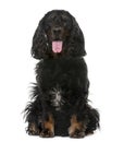 American Cocker Spaniel (4 years old) Royalty Free Stock Photo