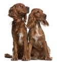 American Cocker Spaniels Royalty Free Stock Photo