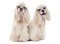 American cocker spaniels Royalty Free Stock Photo