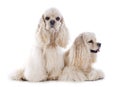 American cocker spaniels Royalty Free Stock Photo