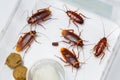 American cockroach Royalty Free Stock Photo