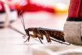 American cockroach, American Periplaneta, messy children\'s room. Pest concept indoors, pest control, macro photography