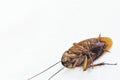 American Cockroach dead on its back. Royalty Free Stock Photo