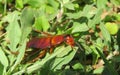 American cockroach in Florida nature, closeup