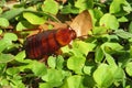 American cockroach in Florida nature, closeup