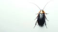 American Cockroach isolated on a white backdrop. Close-up of Periplaneta americana. Pest insect. Top view. Concept of