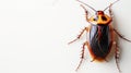 American Cockroach isolated on a white background. Close-up of Periplaneta americana. Pest insect. Concept of