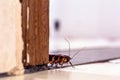American cockroach, a kind of cockroach with wings. indoors, hidden. insect and pest problem inside the house Royalty Free Stock Photo
