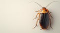 American Cockroach on a light background. Close-up of Periplaneta americana. Pest insect. Concept of infestation, pest