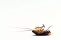 American Cockroach lying dead on its back. Royalty Free Stock Photo