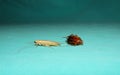 American cockroach is molting its skin. cockroach isolated on green background Royalty Free Stock Photo