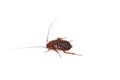 American cockroach Periplaneta americana Royalty Free Stock Photo