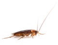 American cockroach Periplaneta americana. Close up. Royalty Free Stock Photo