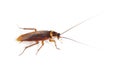 American cockroach, Periplaneta americana, isolated on white Royalty Free Stock Photo