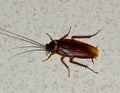 American Cockroach on a white textured wall.