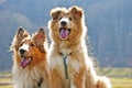 American collie dogs