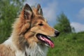 American Collie Royalty Free Stock Photo