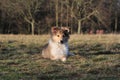 American Collie pup Royalty Free Stock Photo