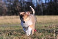 American Collie pup Royalty Free Stock Photo