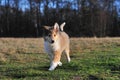 American Collie pup