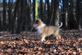 American Collie pup Royalty Free Stock Photo