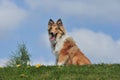 American Collie Royalty Free Stock Photo