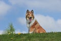 American Collie Royalty Free Stock Photo