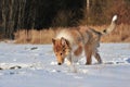 American Collie in the snow Royalty Free Stock Photo