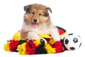 American collie with soccer eqipment Royalty Free Stock Photo