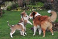 American Collies Royalty Free Stock Photo