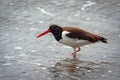 American common oystercatcher or American pious oystercatcher Haematopus palliatus, feeding on the beach the islets of Punihuil