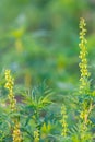 American common ragweed or Ambrosia artemisiifolia causing allergy Royalty Free Stock Photo