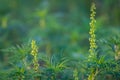American common ragweed or Ambrosia artemisiifolia causing allergy Royalty Free Stock Photo