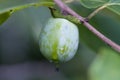 American Common Wild Persimmons - Diospyros virginiana Linnaeus