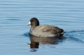 American Coot Royalty Free Stock Photo