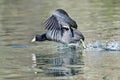 American Coot on the Attack Royalty Free Stock Photo