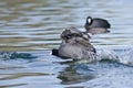 American Coot on the Attack Royalty Free Stock Photo