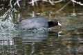 American Coot on the Attack Royalty Free Stock Photo