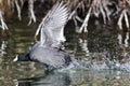 American Coot on the Attack Royalty Free Stock Photo