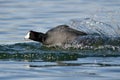American Coot on the Attack Royalty Free Stock Photo