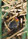 American Coot Baby Chick Royalty Free Stock Photo