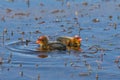 American Coot chicks in marsh against blue water in Sierra Valley, CA Royalty Free Stock Photo