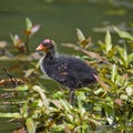 American Coot Baby Royalty Free Stock Photo