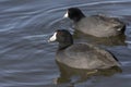 American coot bird