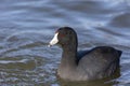 American coot bird