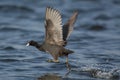 American Coot bird